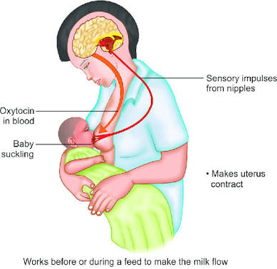 Milk Secretion Prolactin Reflex