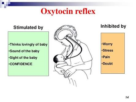 Milk Ejection Oxytocin Reflex