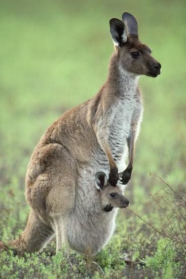 Origin of Kangaroo